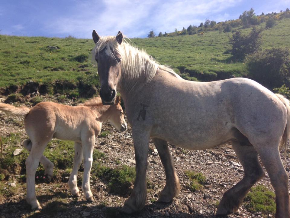 pepcoma's tweet photo. Un pollí pràcticament acabat de néixer #Molló #cavalls #eugues #pirineus #natura https://t.co/I9SuiybsNo