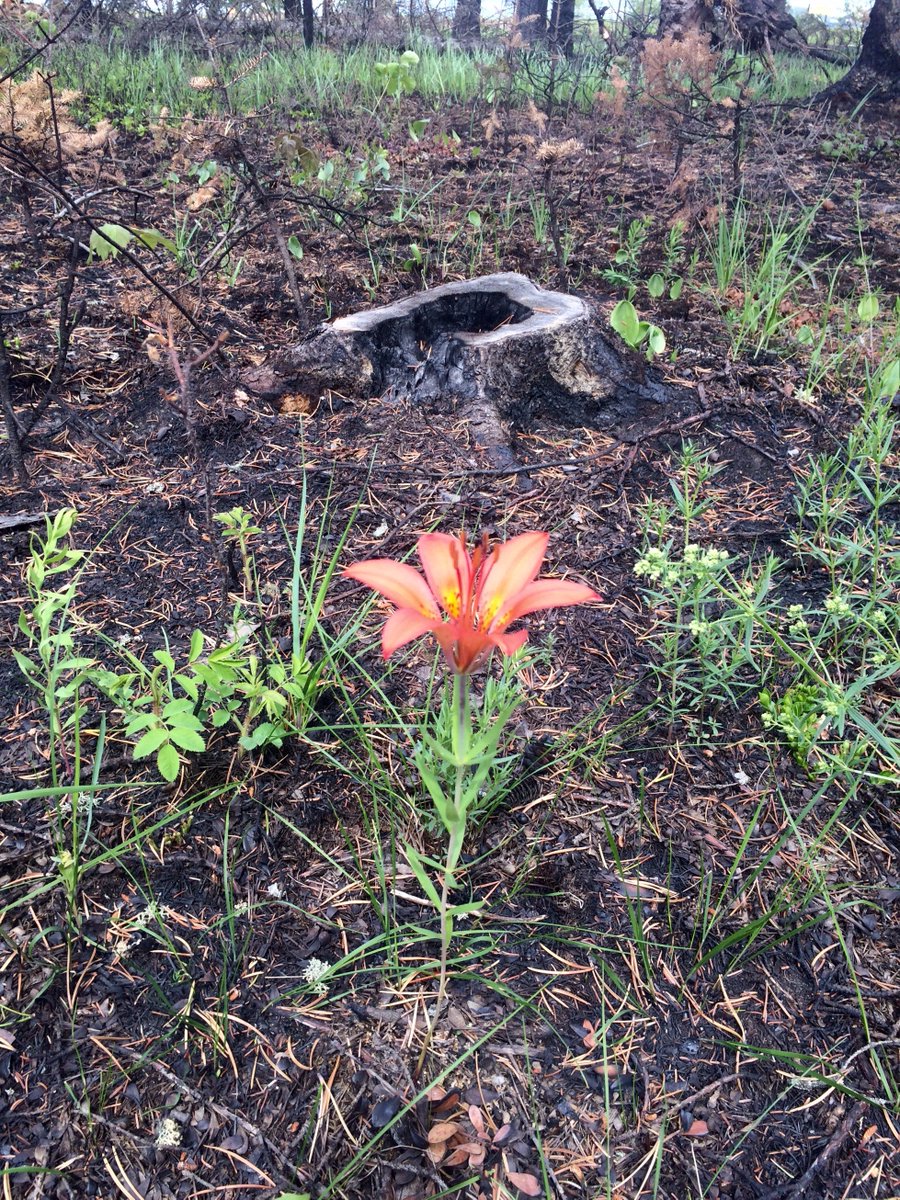 AlbertaWildfire's tweet photo. Trees, plants &amp; grasses are already starting to sprout in the #YMM area. #ABFire #ymmfire https://t.co/KBG6pwnQwb https://t.co/ya3wX9wy6S