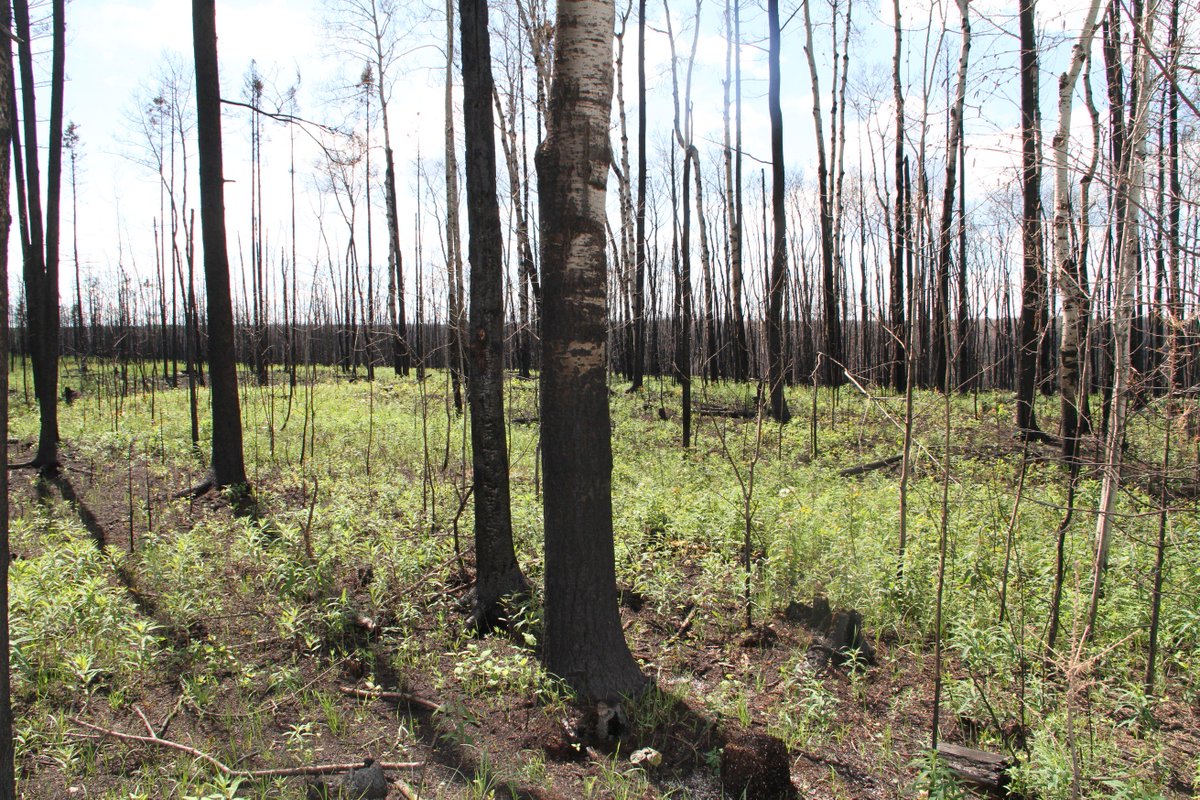 AlbertaWildfire's tweet photo. Trees, plants &amp; grasses are already starting to sprout in the #YMM area. #ABFire #ymmfire https://t.co/KBG6pwnQwb https://t.co/ya3wX9wy6S