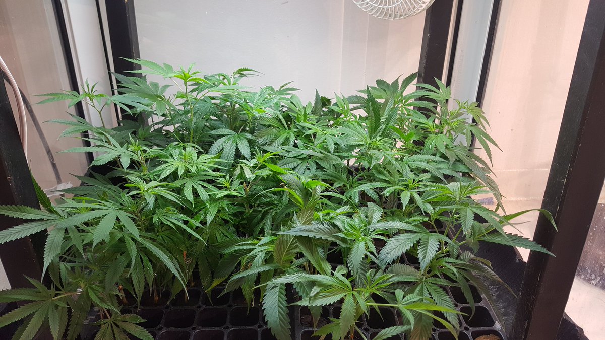 CBDSPORT's tweet photo. Awe... look at the little baby marijuanas :) #TheyGrowUpSoFast https://t.co/dwgkDNkLDE