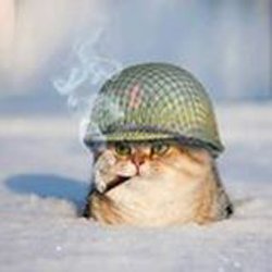 BimKitten's tweet photo. you want to go to war? I'll take you to war #meow https://t.co/YovabU7aT0