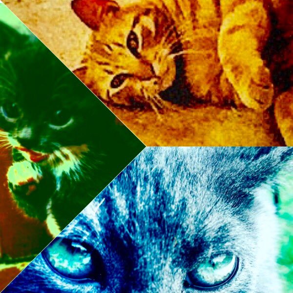 SimonEren7's tweet photo. #gatto #gatti #tregatti #cute #supercute #love #animal #animals #pet #pets https://t.co/h310PXgj32