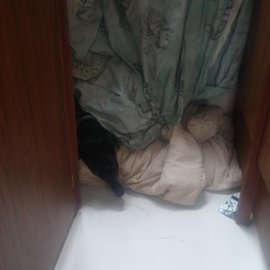 SparklinBurgndy's tweet photo. Blitz makes a den under the #vberth https://t.co/vzyRDw9wz1