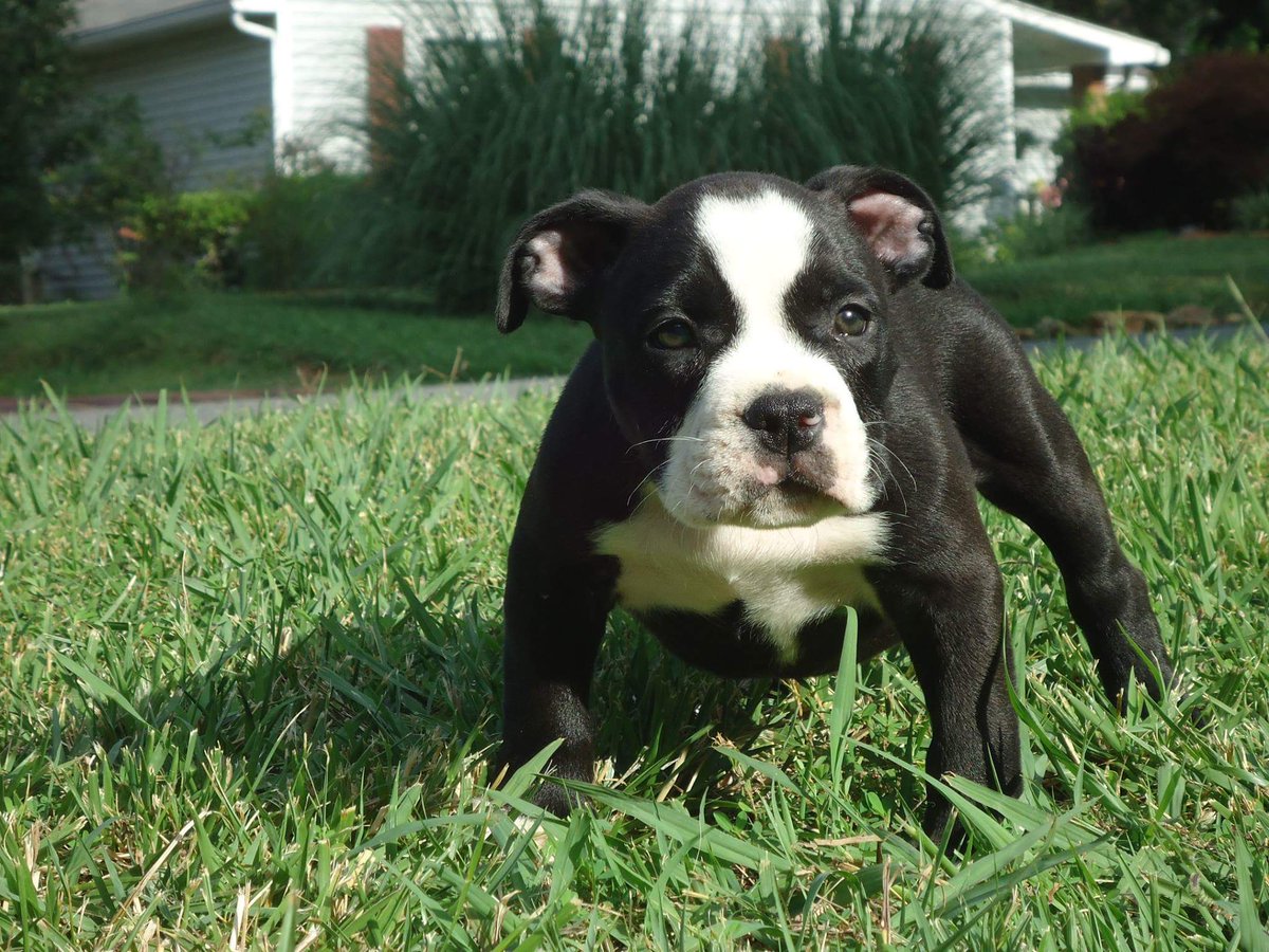 EcodeBulliez's tweet image. BULLY PUPS FORSALE 8WKS. PR UKC REG.  $2000 CHARLOTTE, NC 7578057722.E