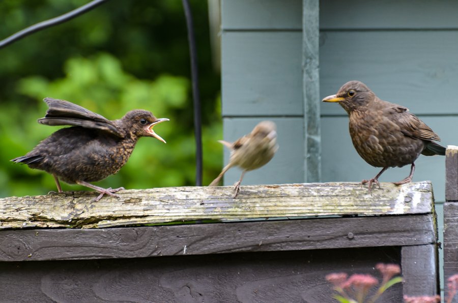 almostarobot's tweet photo. Just looking through some photos of birds taken earlier in the week, this one gave me a smile :-D #NeedsACaption https://t.co/5xLp0LJfW8