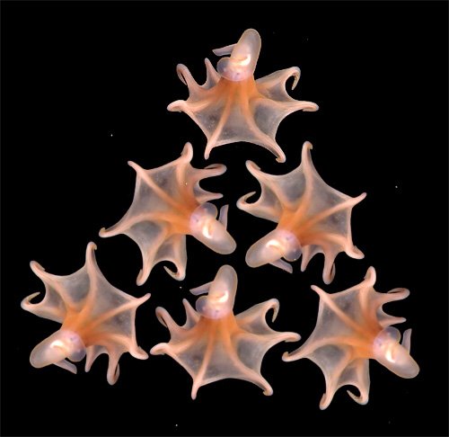 MBARI_News's tweet photo. #MBARI celebrates #CephalopodWeek 2016 https://t.co/hhi3BCG6kF https://t.co/PZXA089kf5