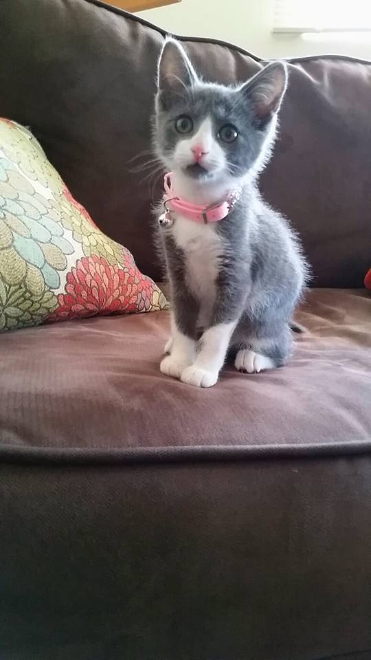 Nautical_Grl's tweet photo. Miss Harper Lee was found in a junk yard and I rescued her from there and she's been my best friend ever since :) https://t.co/PbY66jIWPS