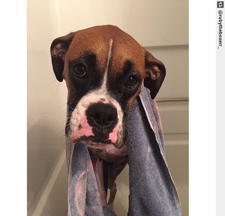 IngloriousDogs's tweet photo. Ruby hates bath time ☹️ #rubytheboxer #rubytheboxerr_ #boxer #puppylove #ingloriousdogs https://t.co/3OwDRX74OE