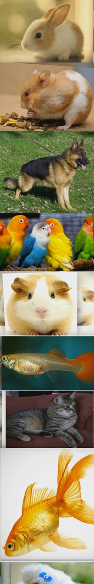 Petsworld88's tweet photo. #Pets
#BestPETs
Best pets for kids
check this out on https://t.co/PdcpoanVxE https://t.co/T5jeDvSIIw