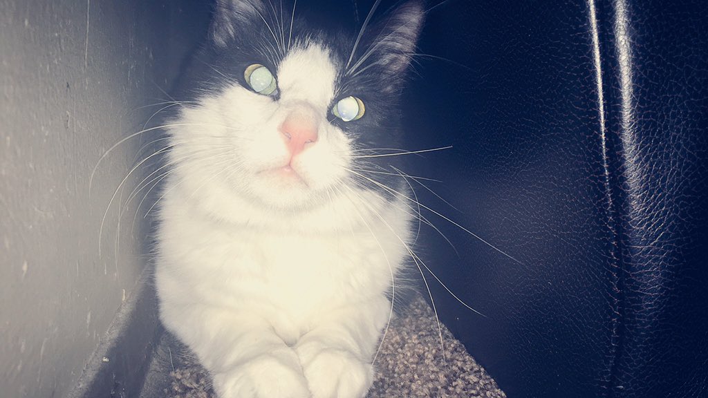 BaiileyMichelle's tweet photo. FREE CAT: since he is now on that asshole attitude I was talking about earlier. https://t.co/FXZ4XWpozd
