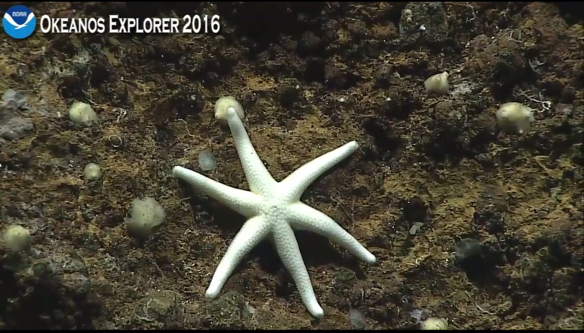 Hippospongia's tweet photo. I'm a sea star
sea star
on me make a wish
but don't call me star fish!
#Okeanos #seastar #stafish https://t.co/ywlrJVxKkF