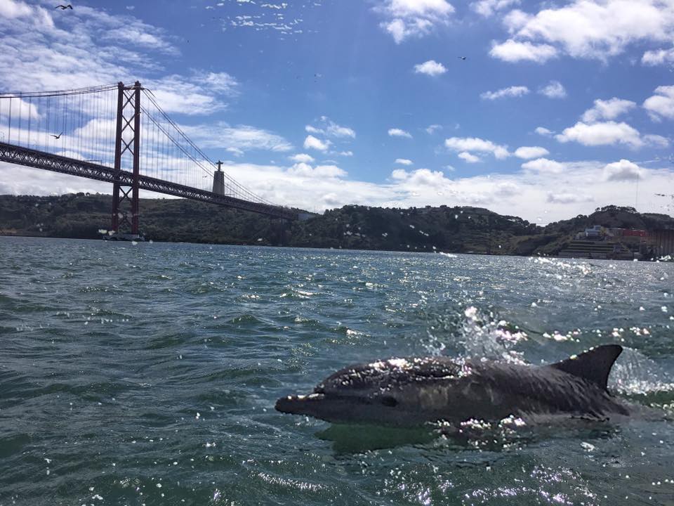 GETiNRelocation's tweet photo. Dolphins@Lisbon #getin_relocation #getinportugal #getinrelocation #relocation #Immigration #family #portugal https://t.co/5I3KdEt0SV