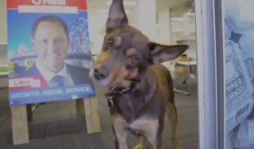 couriermail's tweet photo. Cringeworthy or cute? @AustralianLabor candidate's video. https://t.co/2zr2SvhuEM #auspol #ausvotes #Thumpa https://t.co/UUAJcjaSlR