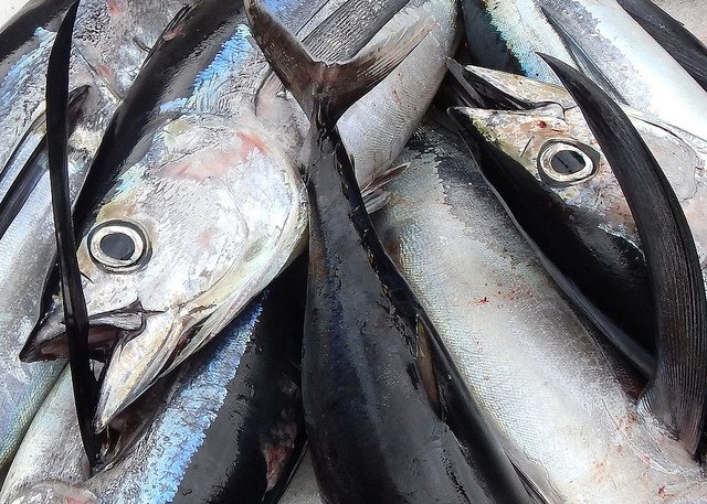 MyODFW's tweet image. Albacore tuna have arrived off the southern Oregon Coast. More in this week's #RecReport - dfw.state.or.us/mobile/rr.asp#…