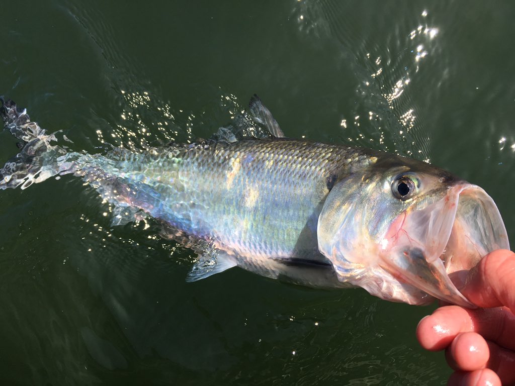 MyODFW's tweet image. Shad fishing is going strong on the Willamette, this and more in this week's #RecReport - dfw.state.or.us/mobile/rr.asp#…