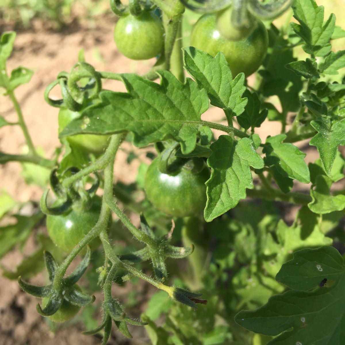 JesStir's tweet photo. Peacevine tomatoes!  @MatchboxGarden gems.  #growyourown #HamOnt #tomatoes https://t.co/NJdjcLOP1T