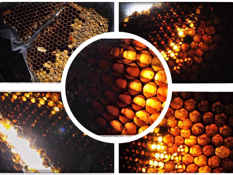 BeebeBees's tweet photo. #beebesbeeservice #safebeeremoval #beehive #beeswarm https://t.co/e2yIJo7ivh 602-978-4412 https://t.co/KW0mLR2WXn