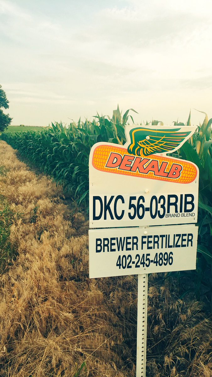 BrewerFert's tweet photo. @Asgrow_DEKALB  looks great this time of day. Planted first week of April and treated with @conklincompany #AmplifyL https://t.co/fs9w8WYJ8i