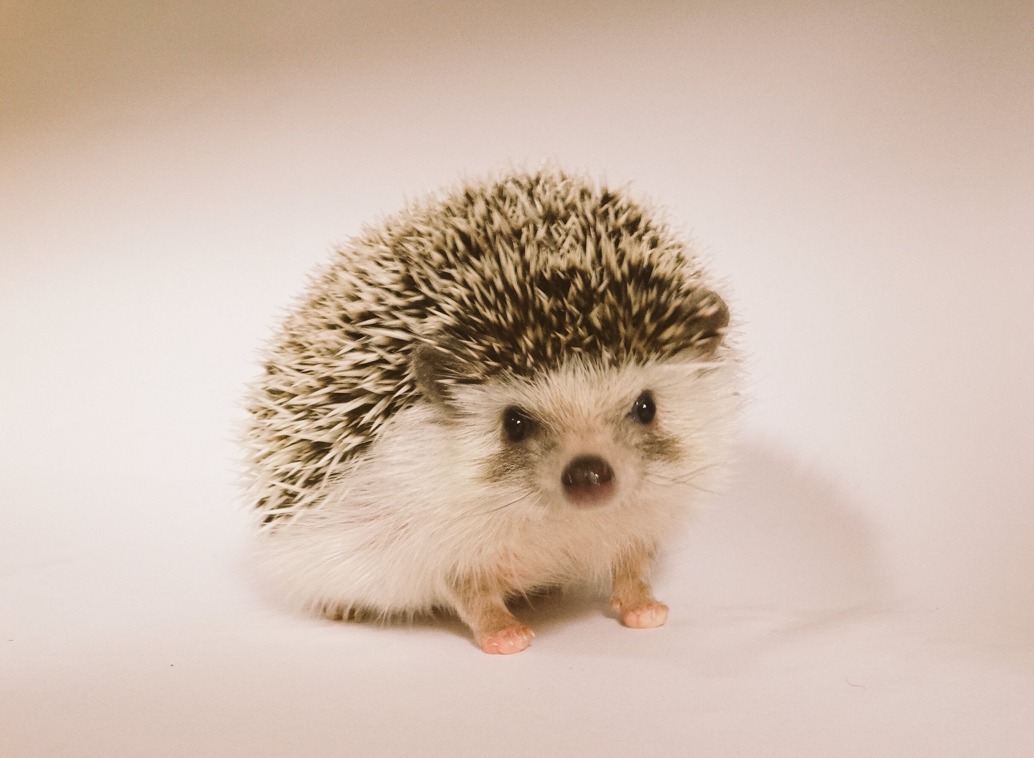 はりねずみんみん共和国 ちすけまとめ R はりねずみみんみん共和国 はりねずみ ハリネズミ Hedgehog T Co Oqgp67jwtq Twitter