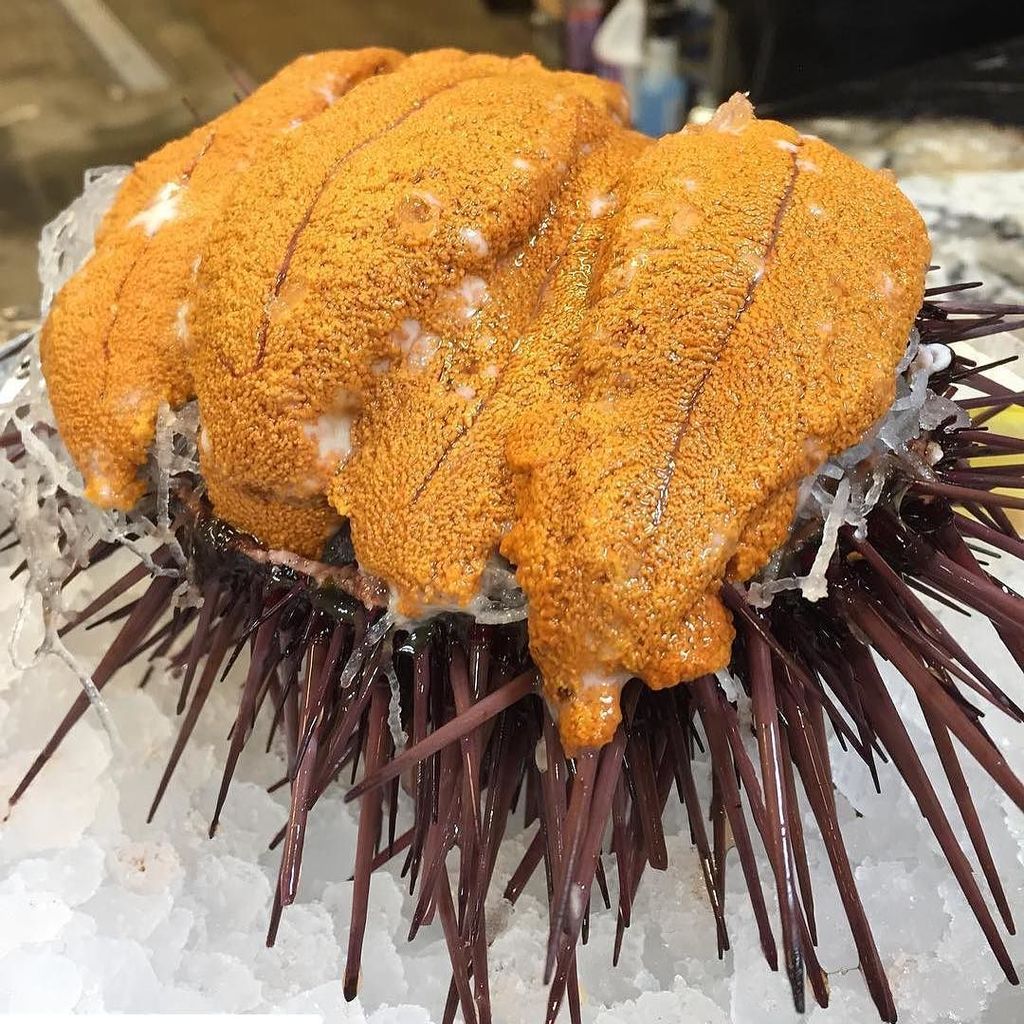 fishbonekitchen's tweet photo. Have you tried #uni yet? #FishboneKitchen might just have the best you'll ever get. But we… https://t.co/8d0KlAw9ed https://t.co/j872ep9Mln