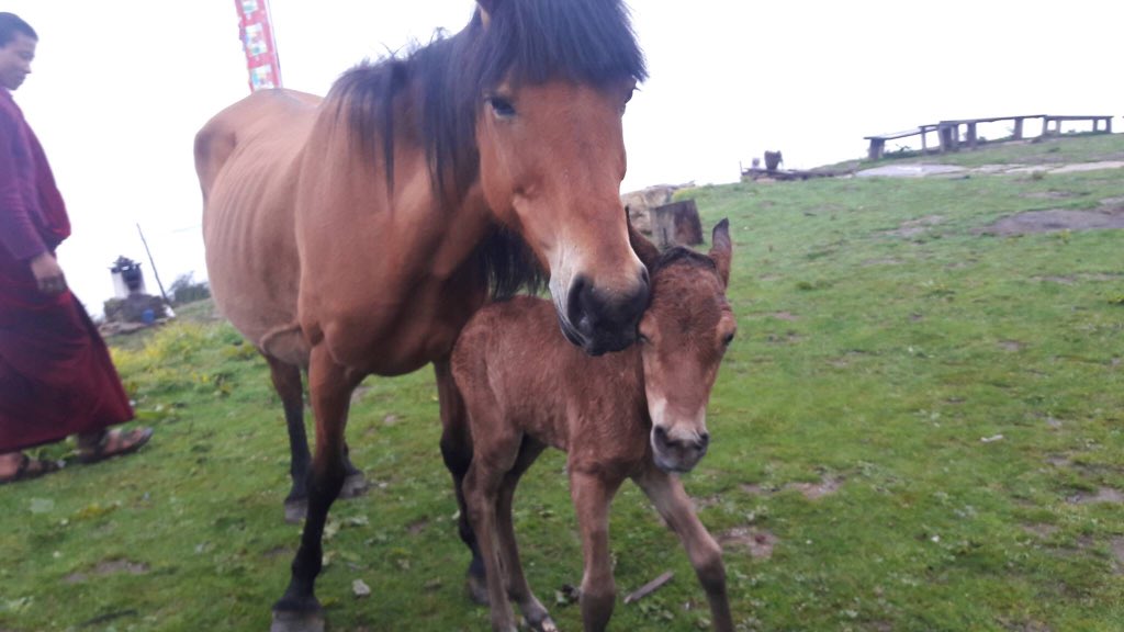 Phajoding's tweet photo. We have a new baby at Phajoding. Born in the forest 💚 #love #GNH #compassion #buddhism #Bhutan #monks #peace # https://t.co/ZzqtbsnTlQ