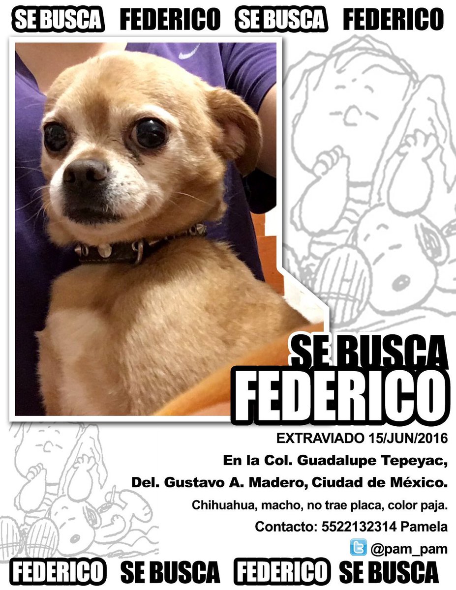 pam_pam's tweet photo. @PerrosCDMX Día 8 sin Fede 😭 Lo seguimos buscando RT porfavor https://t.co/nmRzPs89M0