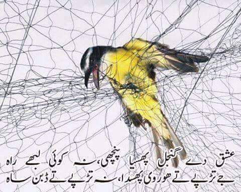 попалась птичка полностью. птица запуталась в сетке. пойманная птица. ловля птиц.