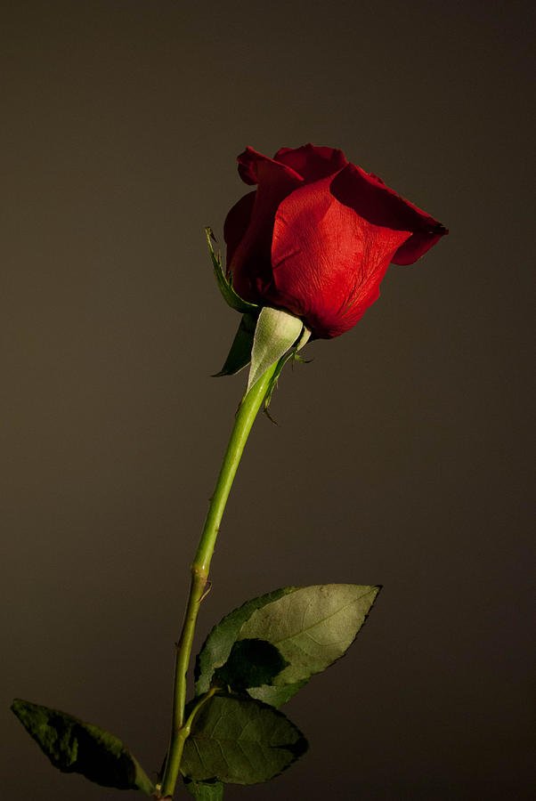 "For you lass." *Edward grins and hands her a rose* 

#WCW @NewOrleanEagle