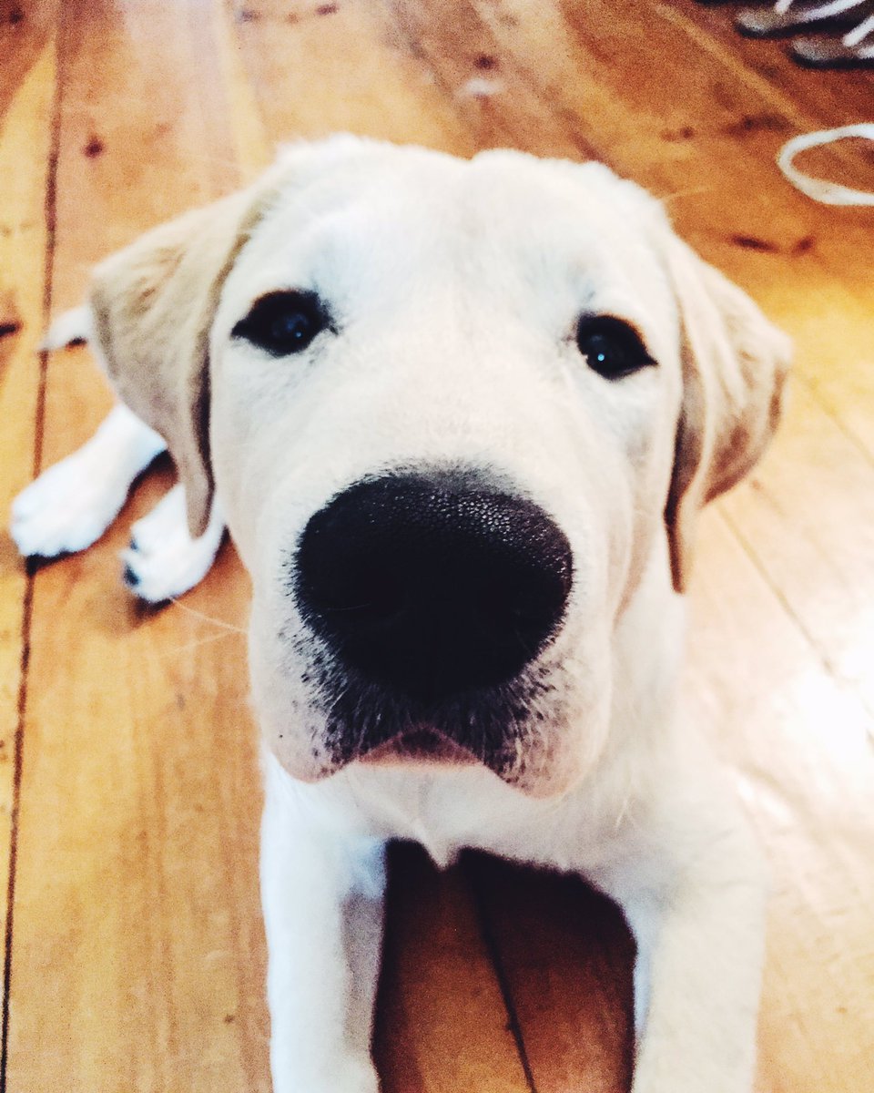 keljayy's tweet photo. This little fella needs all the good thoughts in the π right now! Surgery on both elbows in July. #poeproblems https://t.co/dTACVlHmwy