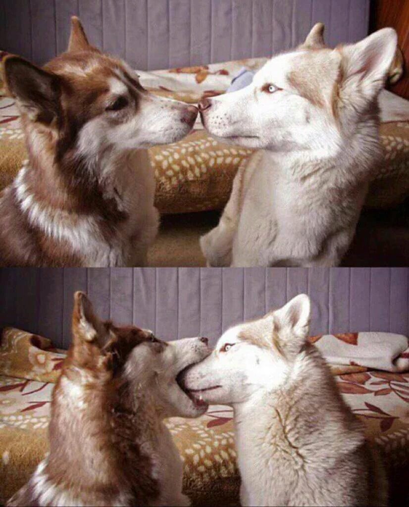 malissa_todd's tweet photo. @AjDingoDog @chipfoxx pretty much my girlfriend and I's relationship https://t.co/5Y3r081JmZ