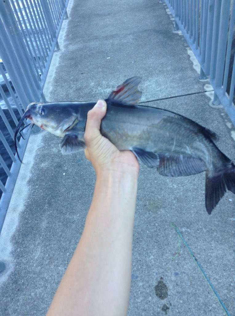 812_fishing's tweet photo. Decent catfish today https://t.co/GkP3IfXmXx