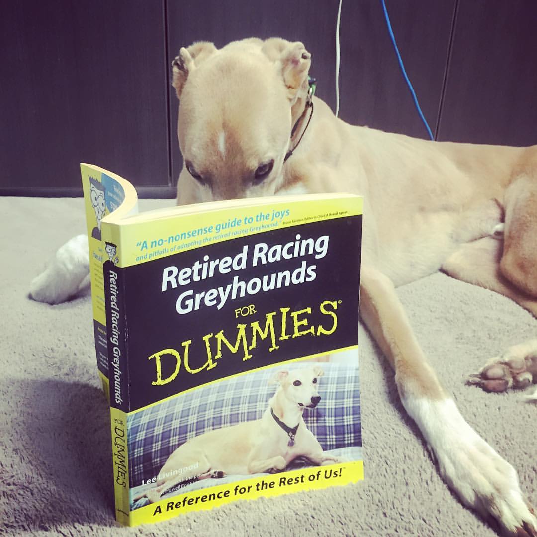 GAP_VIC's tweet photo. #DavetheGReyhound catching up on some reading. #readingisfun #gapvic #adoptagreyhound https://t.co/j7Vr9MfhXk https://t.co/Z6VncBEvF3