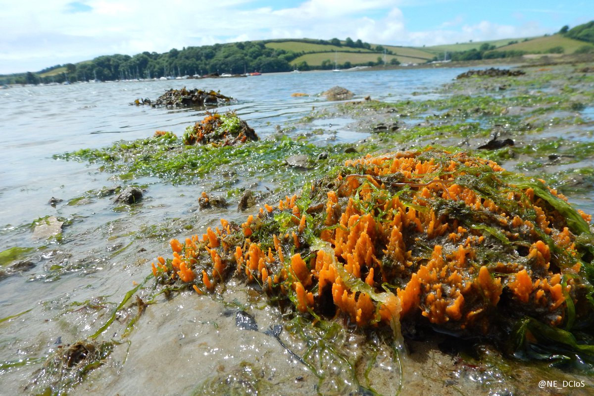 There are many hidden #marine gems in the Salcombe to Kingsbridge Estuary SSSI, this sponge for example! #Devon