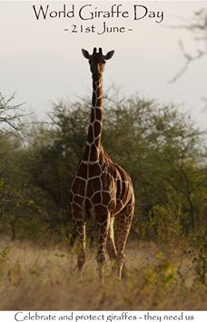 HeadOnDesign's tweet image. #giraffefact -Giraffes have four stomaches! Last day of competition - #WIN giraffe sculpture ow.ly/h9FU301tetg