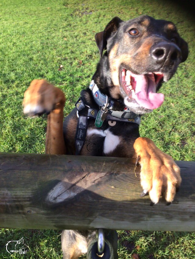 urbanWO1F's tweet photo. @dailyp @TrevorRidley my #dpHAPPY submission is my very #happy #Doberman playing. 
#dog #ilovemydog #happydog https://t.co/yti0c1X1IW