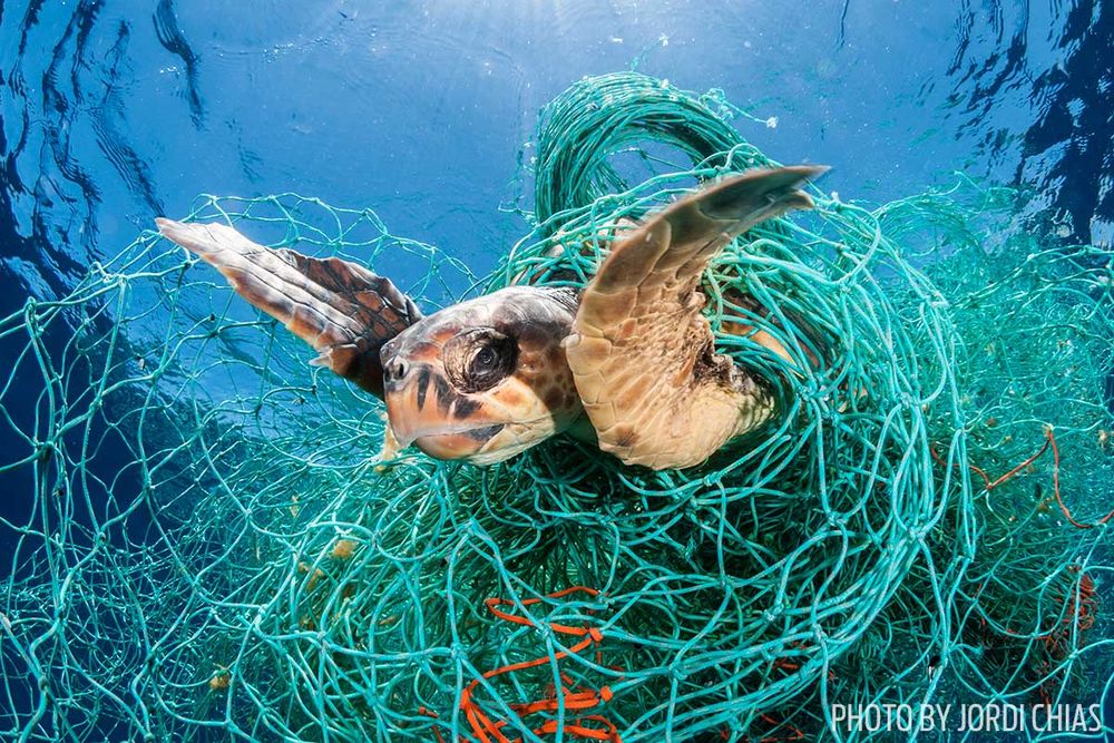 LiveaboardsIndo's tweet image. Keep our ocean and the animals in it safe from debris
sportdiver.com/project-aware-… … #dive #ocean #scuba #sea #adventure