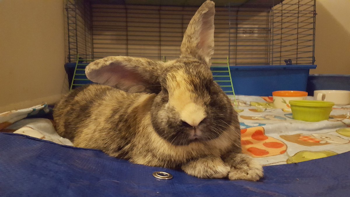 deoxy_ribos's tweet photo. Behold! The best picture of Renaldo he's ever let me take! #bunnies #rabbit #Iambadathashtags https://t.co/SK6CEb0dYW