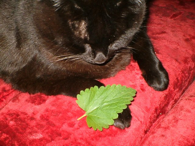 weightlosscat's tweet image. Indy loves freshly clipped #catnip leafs from the #CrackForKitty garden. Yum yum :)