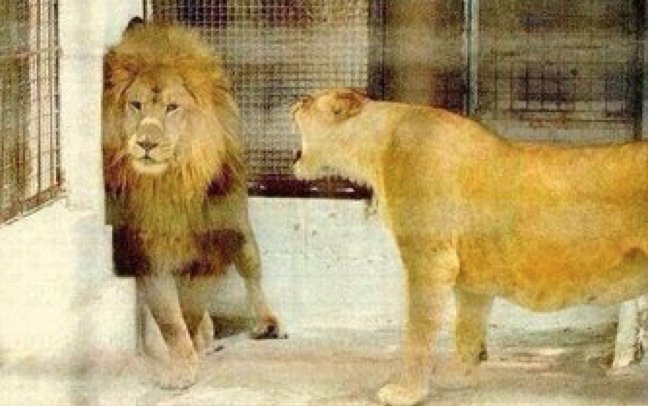 MeninistTweet's tweet photo. girls be like “I’m not yelling, I’m just trying to talk" https://t.co/UxTjbj6grR