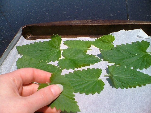 CrackForKitty's tweet image. Our #catnip leafs at #CrackForKitty are hand picked and dried out in the open air.