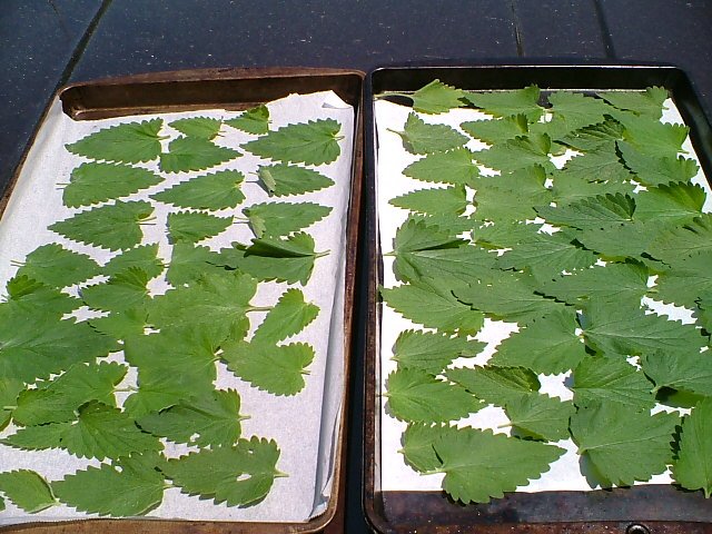 CrackForKitty's tweet image. Our #catnip leafs at #CrackForKitty are hand picked and dried out in the open air.