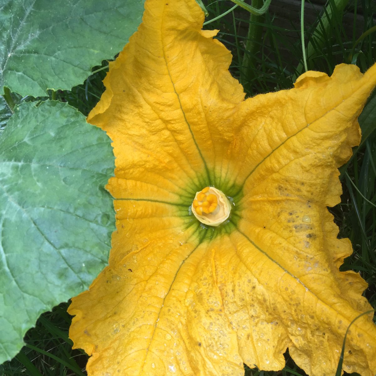 justineavera's tweet photo. Mystery squash or pumpkin vine that sprung up from our compost. https://t.co/N5Fja1janD