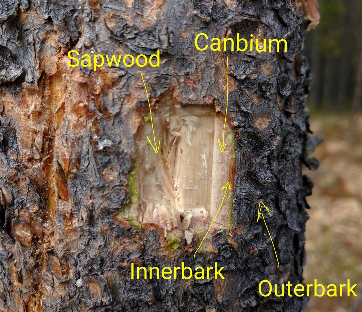 javaman35's tweet photo. #TreeAnatomy https://t.co/hIMF1Tg2Ty