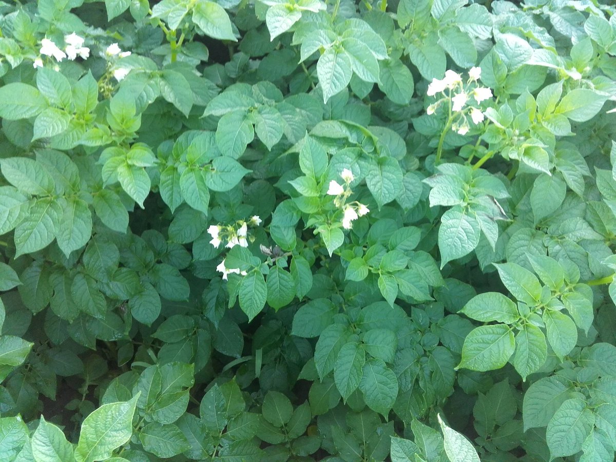 Erkens1's tweet photo. Nog geen #phytophthora in de aardappelen, ga dan maar naar #Specsavers. Rond de 20 graden + vocht = schimmelziekte https://t.co/uBUEY8iN9f
