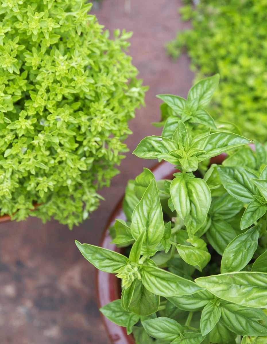 Everything you need to know about growing basil: on.apttherapy.com/lq0sWm via <a href="/thekitchn/">The Kitchn</a>
