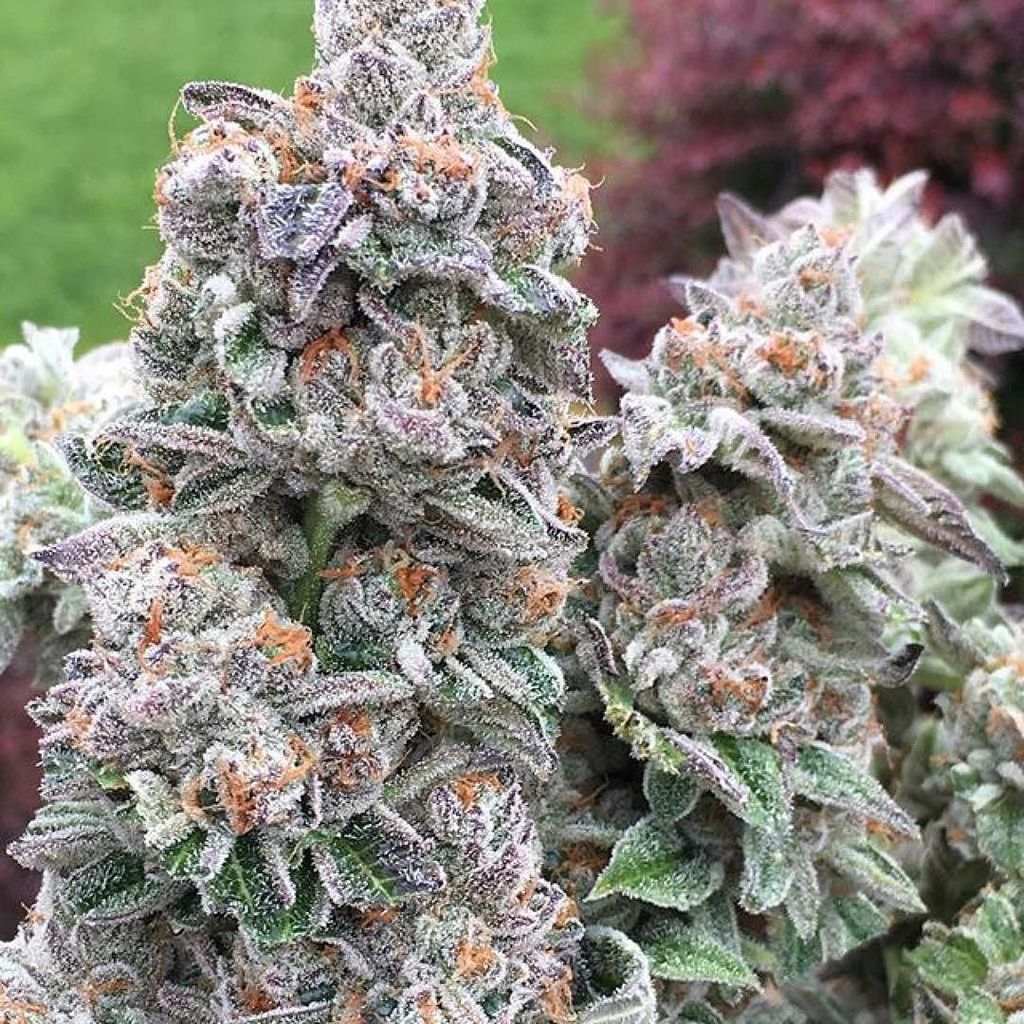 chroncierge's tweet photo. Do-so-do @mahoneygardens #Chroncierge #Dosido #PrivilegedExtracts #faceoff x #ogkb #nofil… https://t.co/YKtwyNOjXq https://t.co/Bh1t6OIKv3