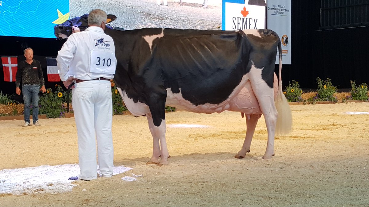 Reserve Grand Champion of the European Holstein Show in France: Ashlynvray Goldwyn