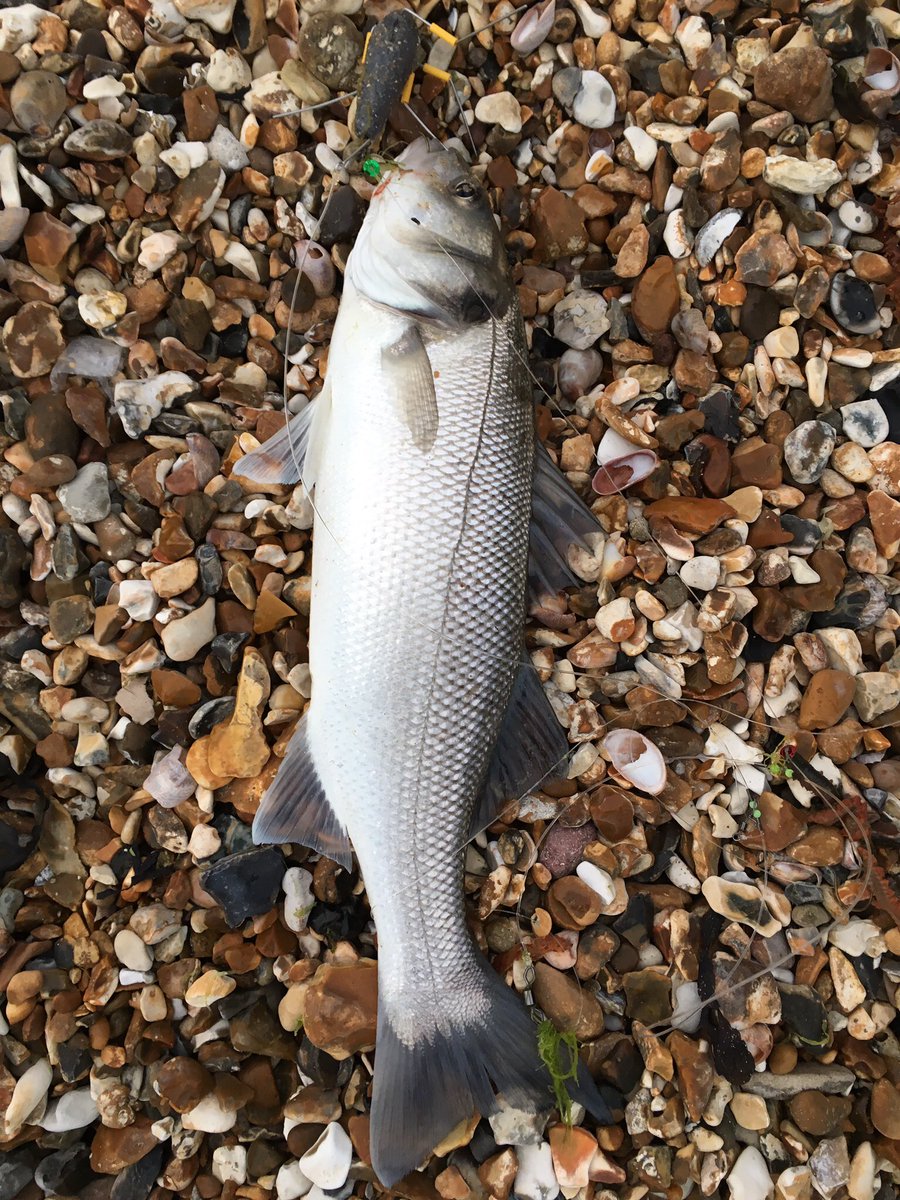 ukshoreangling's tweet image. Southsea bass