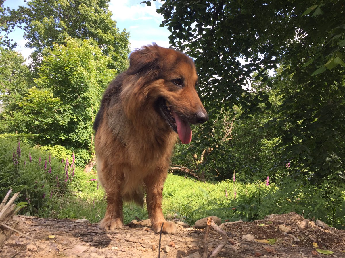 Never seen so many foxgloves in one place just on the banks of Ullswater #NotJustLakes 😎 #Thursday