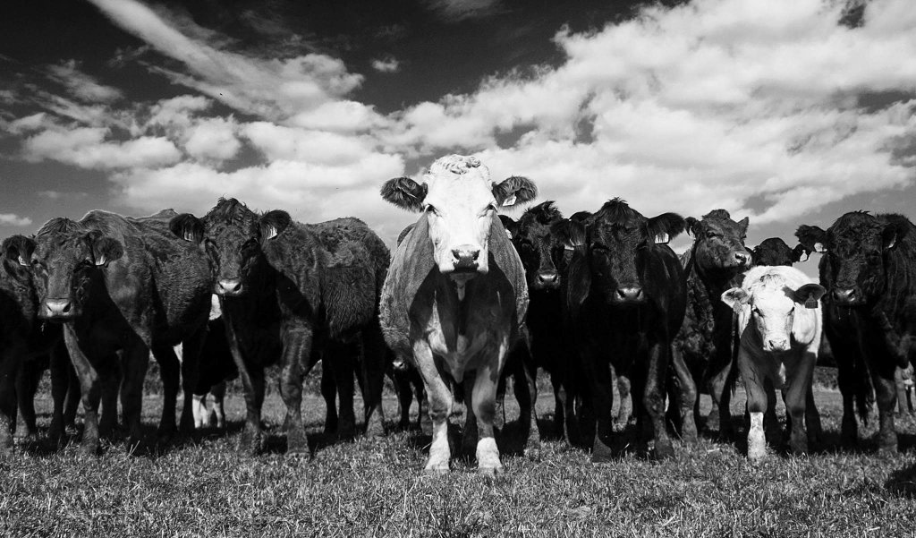 DevonMeatboxCo's tweet image. Our new website thedevonmeatboxcompany.co.uk
#Exeter #Meatboxes #Grassfed @eatingexeter @Exeter_Hour @exmouthhour